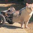 Paralyzed Cat Races In His Wheelchair As If He's Trying Out For Formula 1