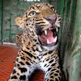 Leopard Stuck In An Elementary School Saved By Courageous Team