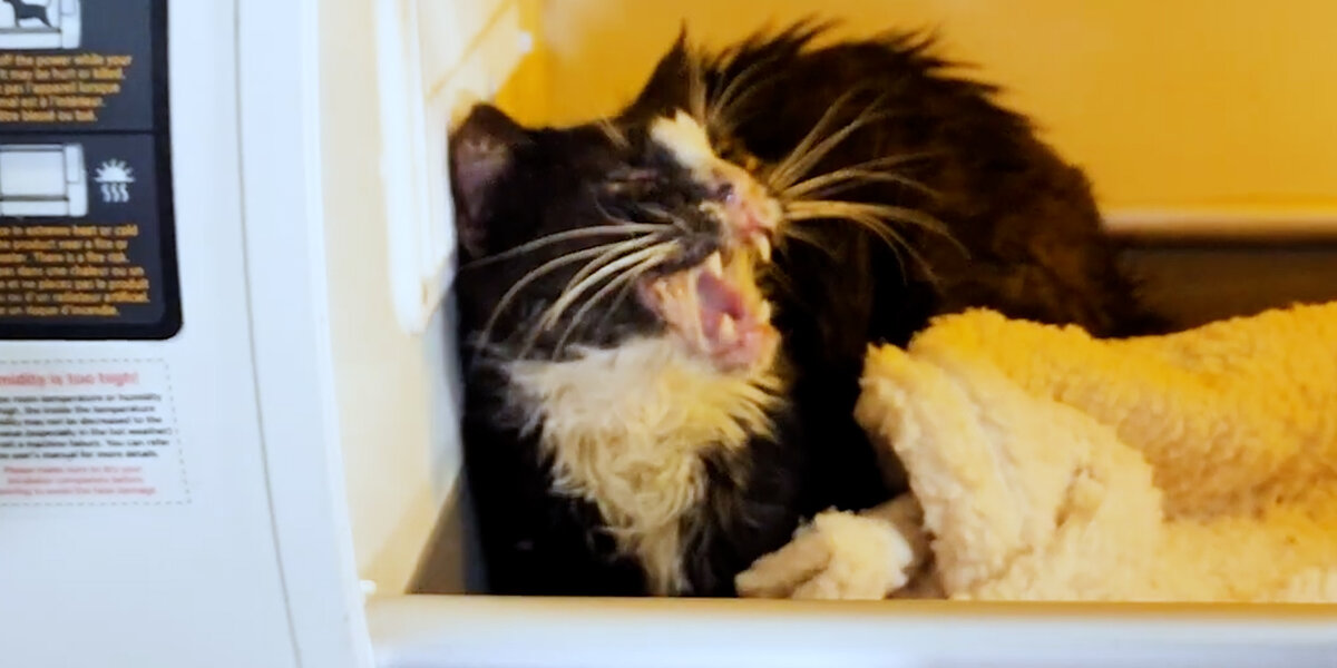 Watch Her Become A Brand-New Cat - Videos - The Dodo