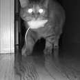 Pets Caught On Camera Doing This At Night