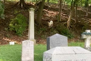 Lost Sheep Was Living In A Cemetery For Months