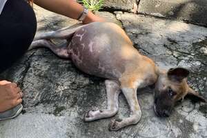 Puppy Whose Tummy Was So Big He Couldn't Move Completely Transforms