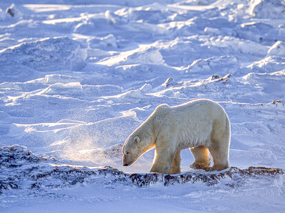 polar bear in Churchill, Canada