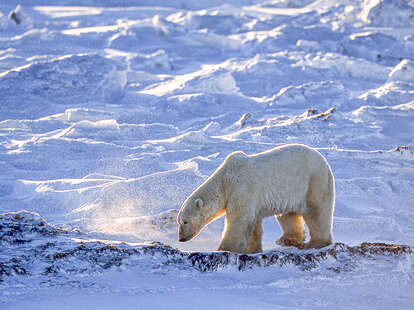 polar bear in Churchill, Canada