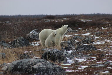 Polar bears in Churchill, Canada