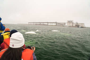 Beluga whale tour, Churchill, Canada