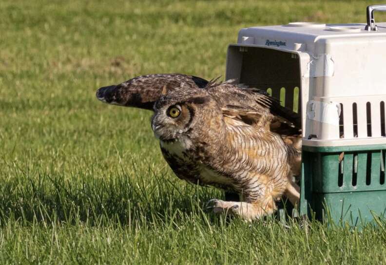owl leaving carrier 