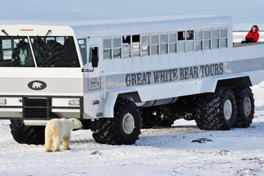 Great White Bear Tours