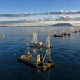 reefnet salmon fishing boats off lummi island, washington