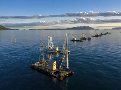 Ocean salmon fishing off California coast halted until 2024 - Washington  Times