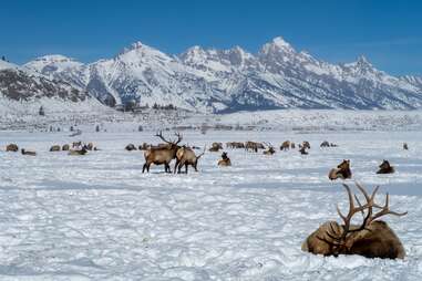 elk herd hanging out in the snow, jackson, wyoming