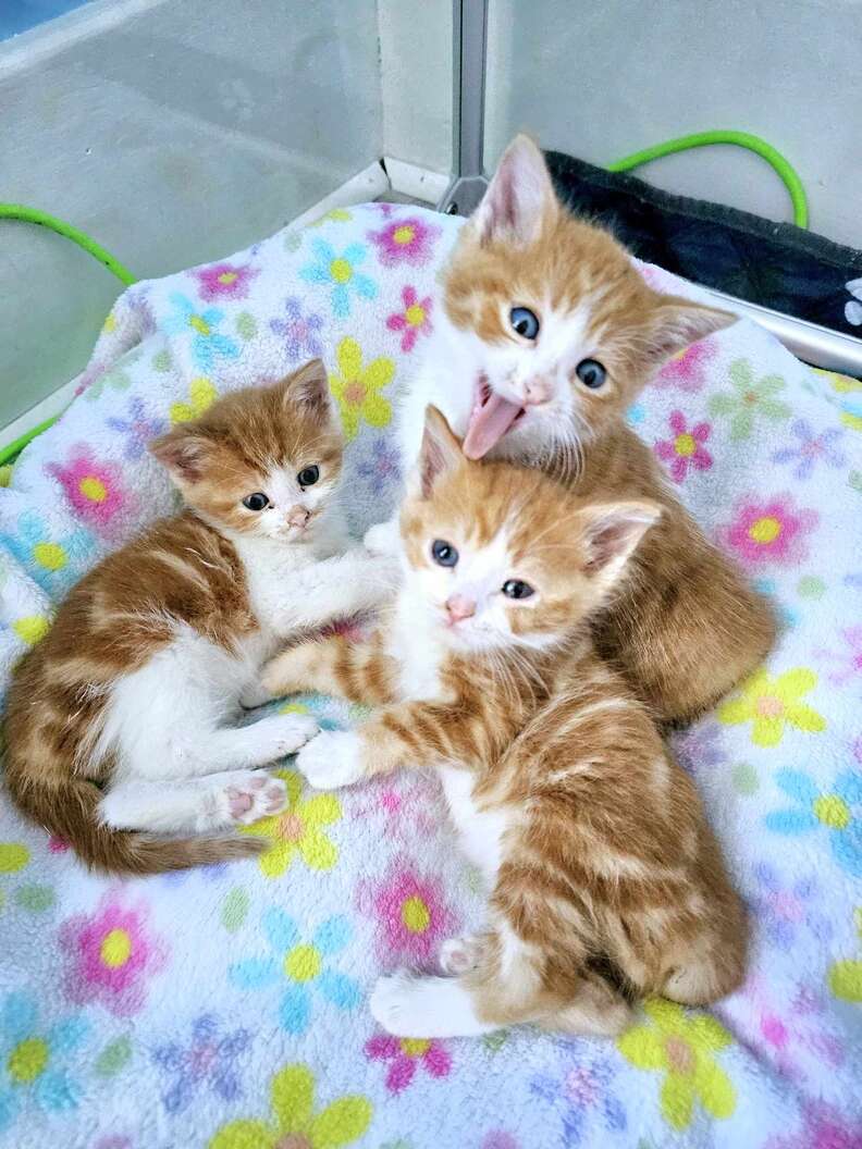 kittens