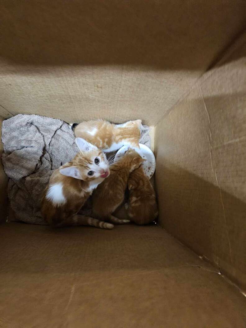 box kittens