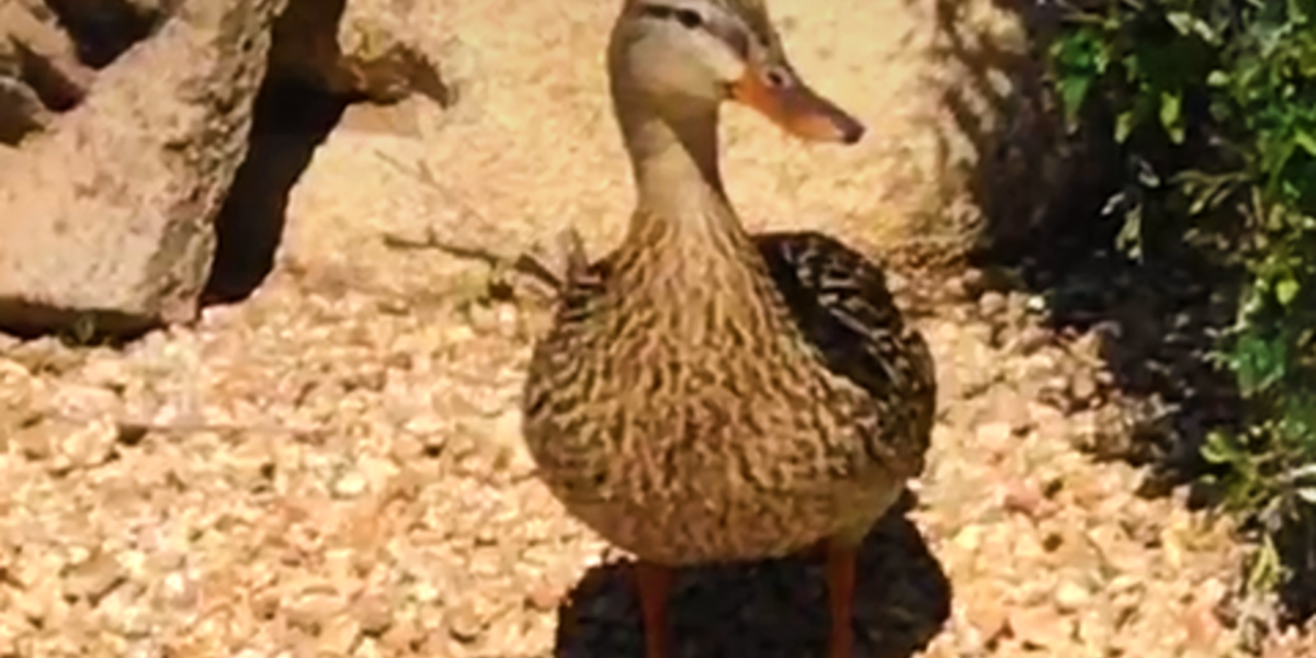 Duck Week - The Dodo