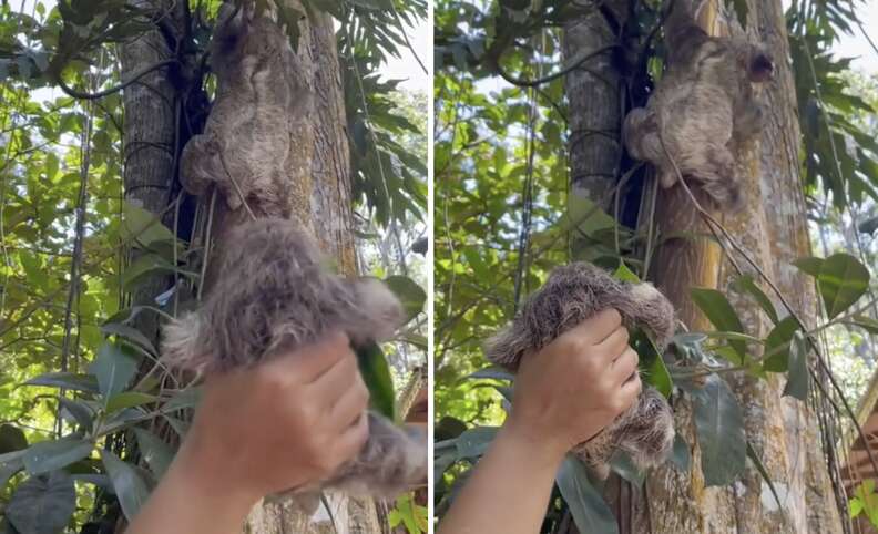 Heartbroken Mother Sloth Overjoyed To Hug Baby She Thought She Lost Forever  - The Dodo