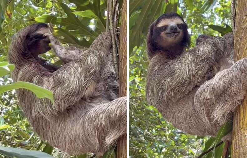 Heartbroken Mother Sloth Overjoyed To Hug Baby She Thought She Lost Forever - The Dodo