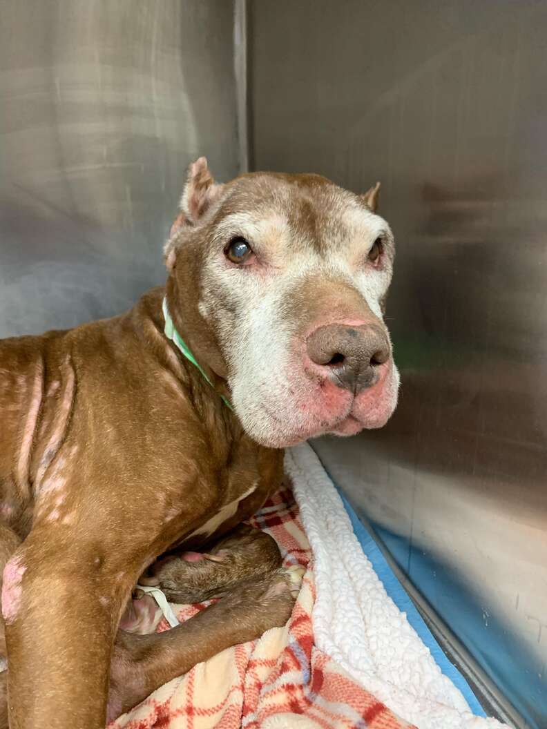 People Spot Dog Collapsed On Sidewalk And Realize She's Still Alive