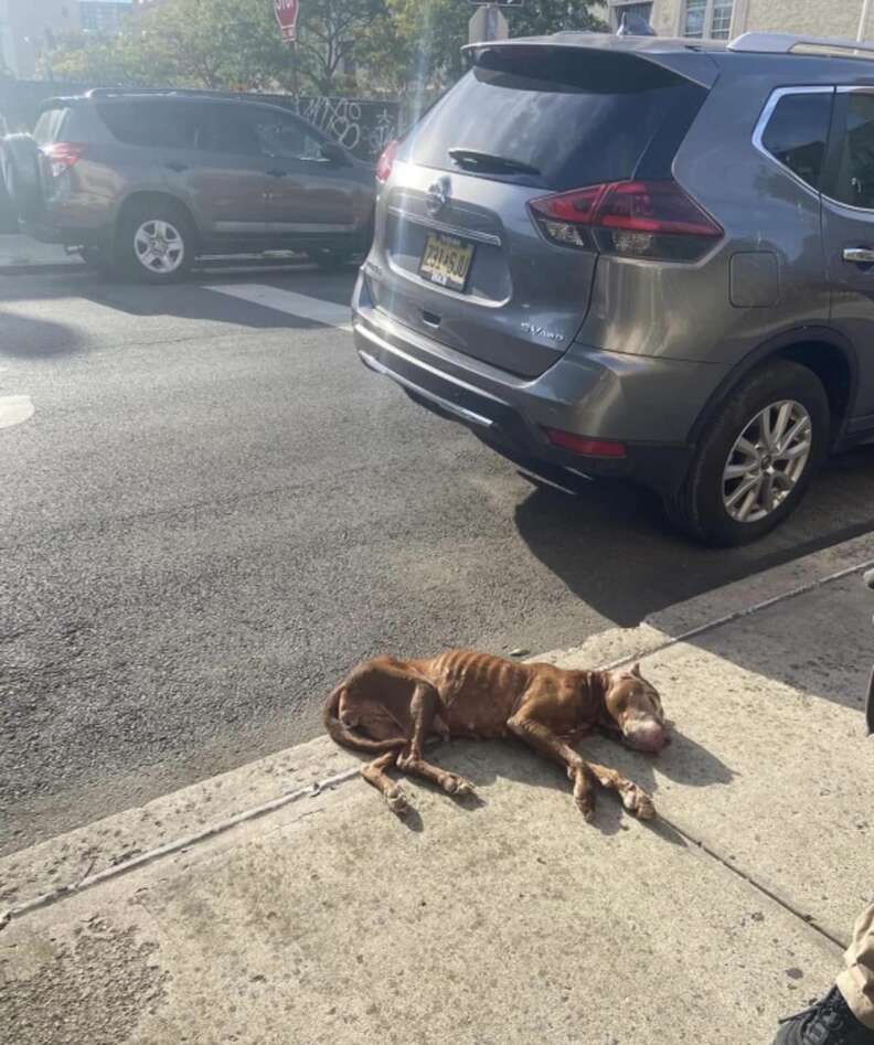 People Spot Dog Collapsed On Sidewalk And Realize She's Still Alive