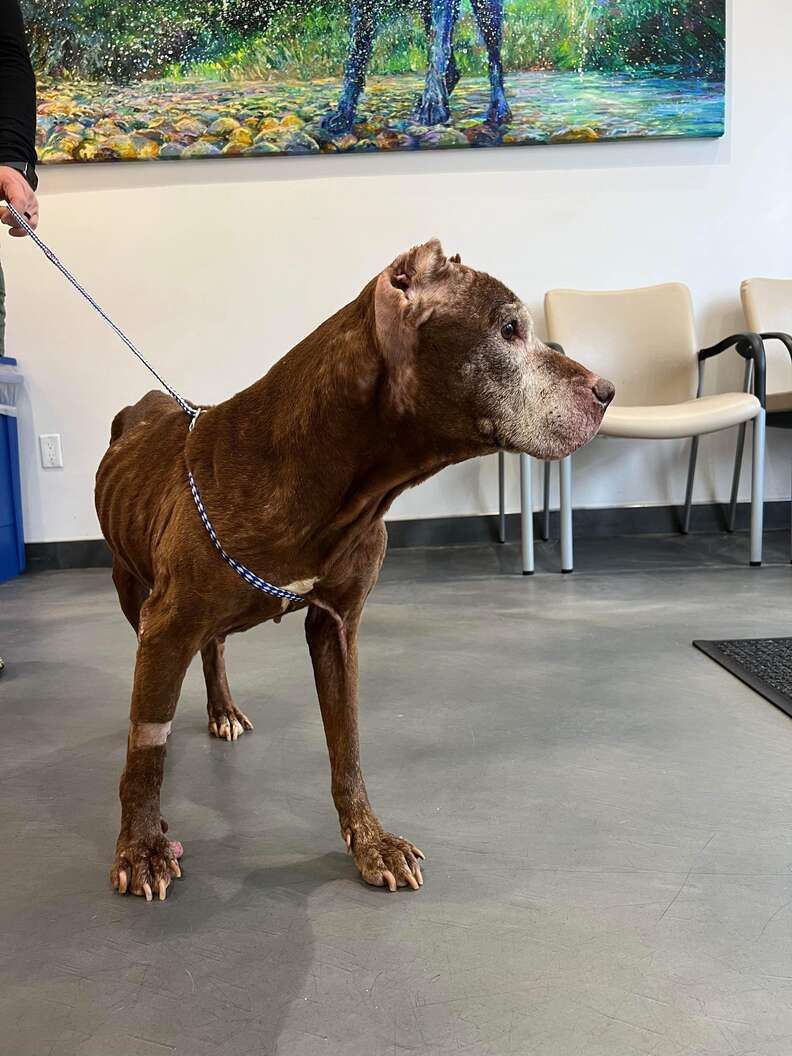 People Spot Dog Collapsed On Sidewalk And Realize She's Still Alive