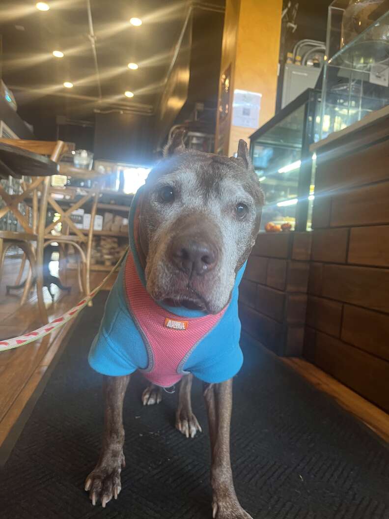 People Spot Dog Collapsed On Sidewalk And Realize She's Still Alive
