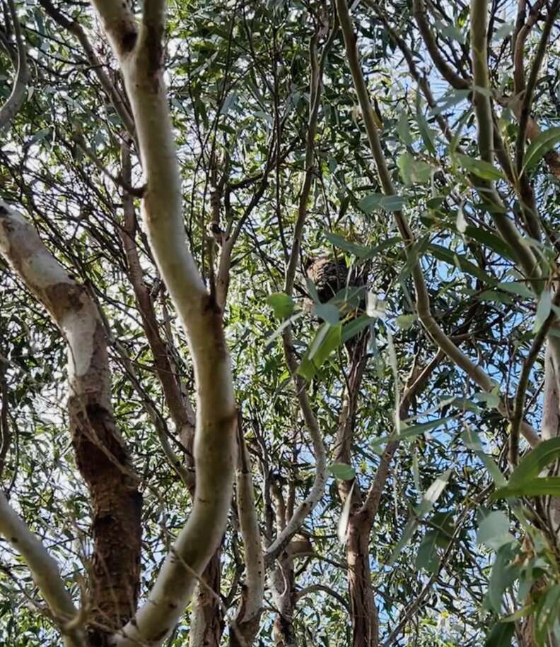 koala in the trees 
