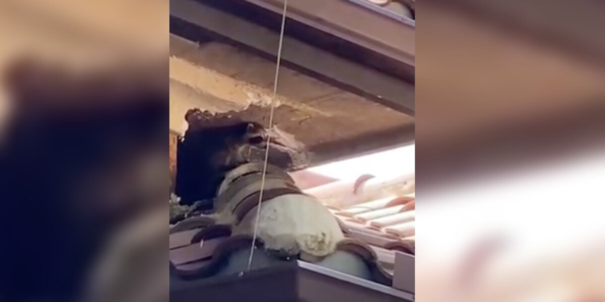 Homeowners Hear Noises In Attic And Find A Tiny Family Living Above ...