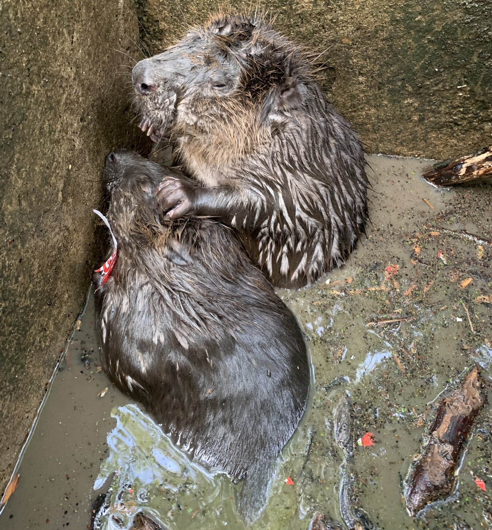 'Otters' Found Trapped In Drain Turn Out To Be Something Very Different