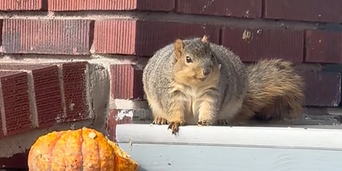 You're Not Nuts, Squirrels Are Extra Fat This Year - The Dodo