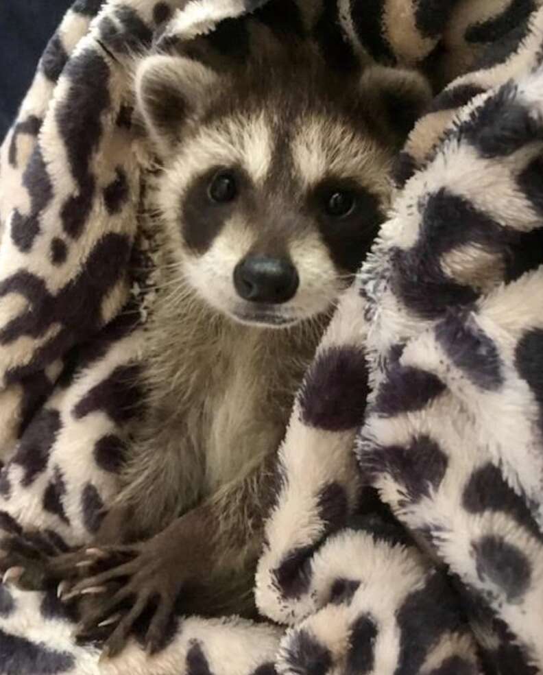 Adopt a raccoon near hot sale me