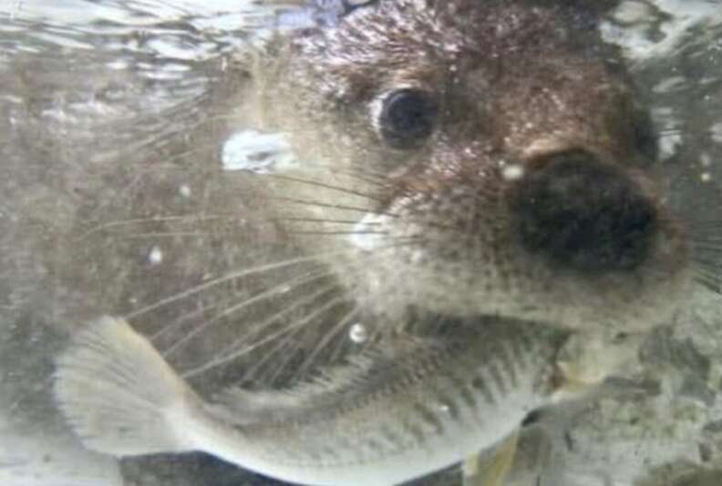 otter with fish 