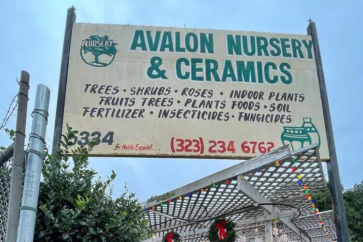 Avalon Nursery