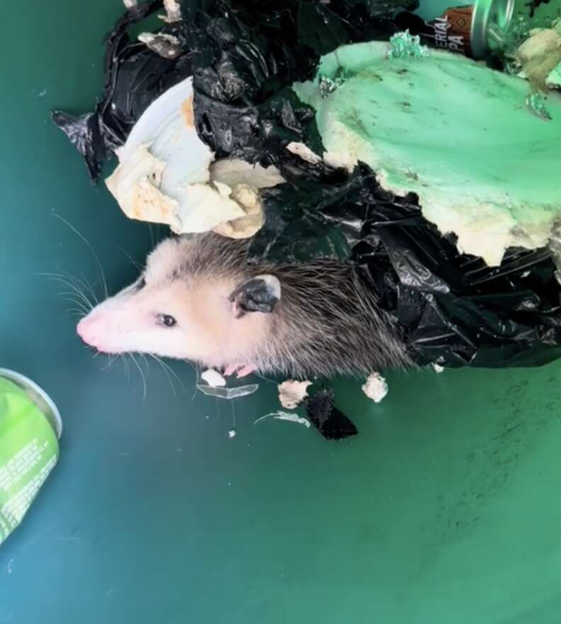 possum in trash