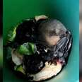 Couple Notices Ball Of Hair In Trash Can — Then Realizes It's An Animal In Need