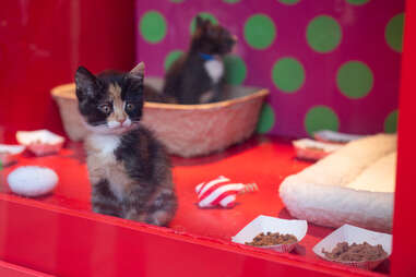 Macy's holiday window kittens