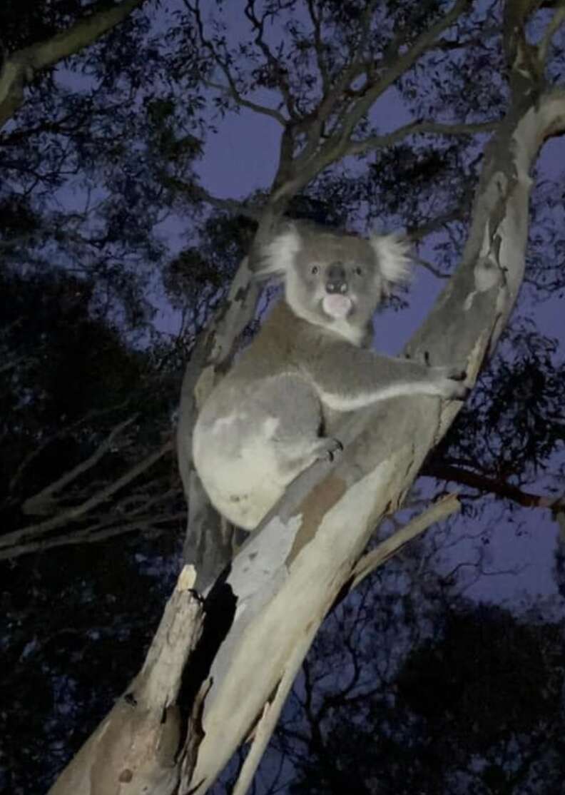koala in tree 