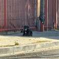 Little Dog Waits On Same Street Corner For Months Until His Family Finds Him