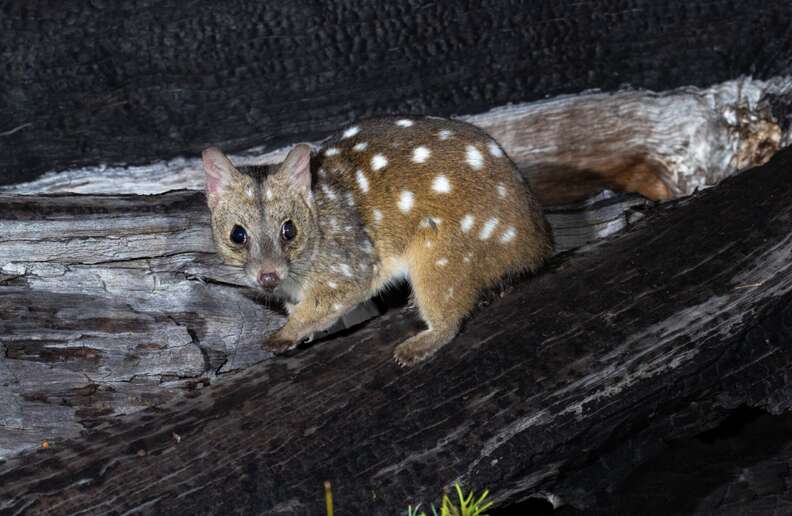 western quoll at night 