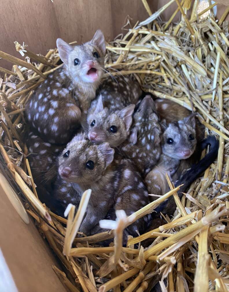 chudlets in nest