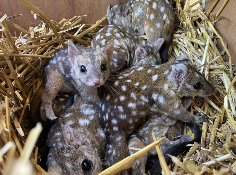 chudlets in nest