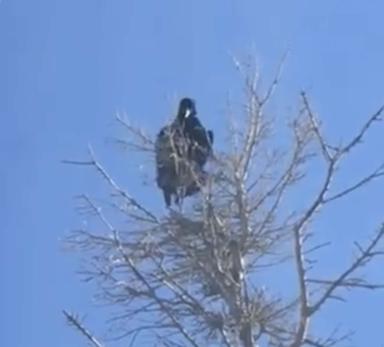 woman-is-in-disbelief-after-a-wild-bird-starts-speaking-to-her-in