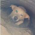 Family Discovers Dog In A Drain Pipe, Then Realizes She Has An Adorable Secret