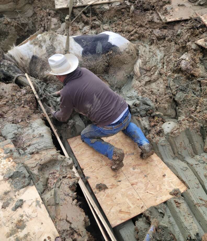 horse stuck in mud