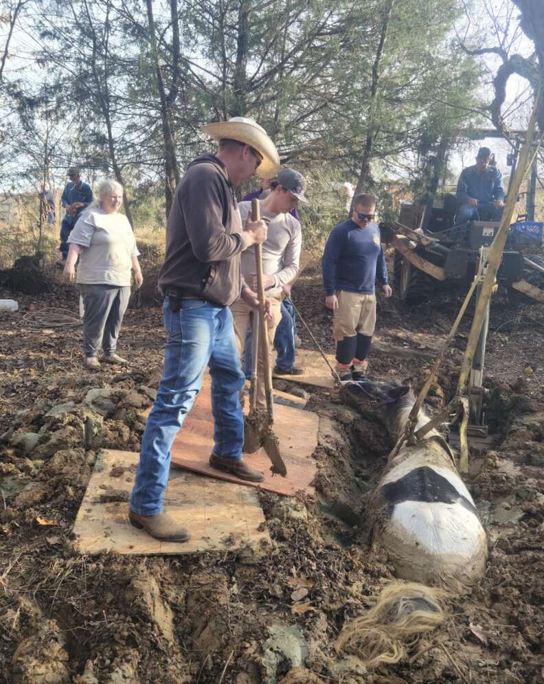 horse in the mud 