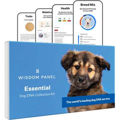 Get to the root: Wisdom Panel Essential Dog DNA Test