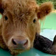 Duck Loves To Go Swimming With Her Favorite Cow