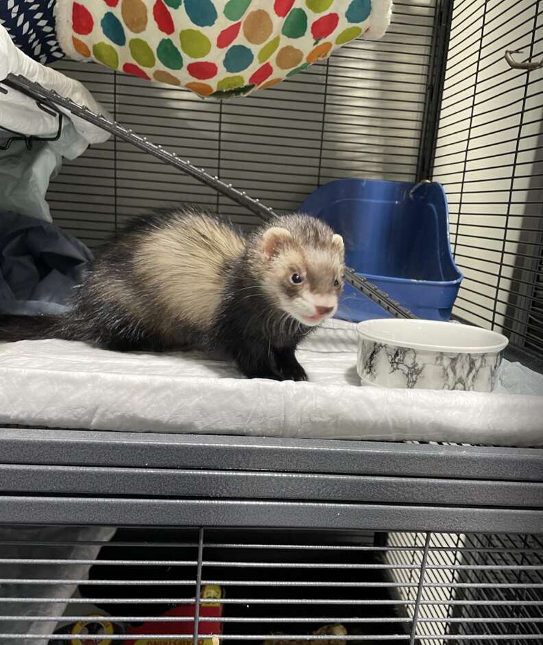 ferret