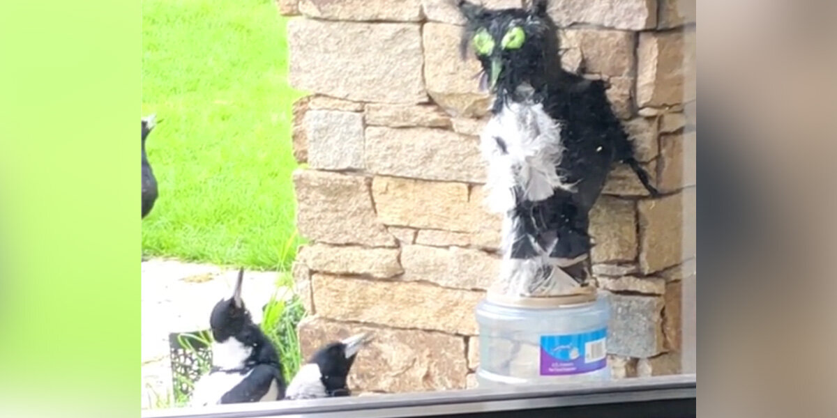 Guy Builds Decoy To Scare Birds — But They End Up 'Worshipping' It