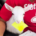 Baby Goat Works At An Insurance Company