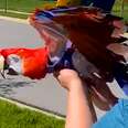 Woman Helps Parrot Fly For The First Time