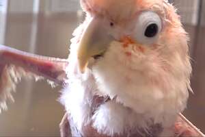 Featherless Rescue Bird Can't Stop Dancing
